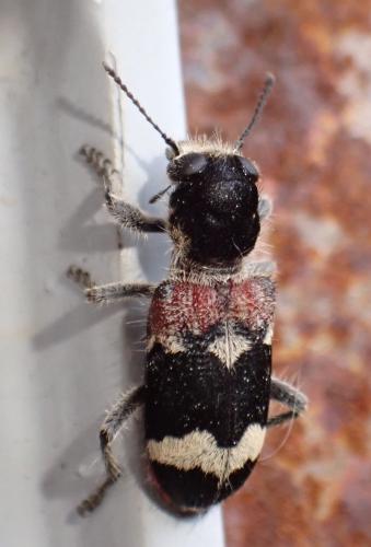 Clerus mutillarius